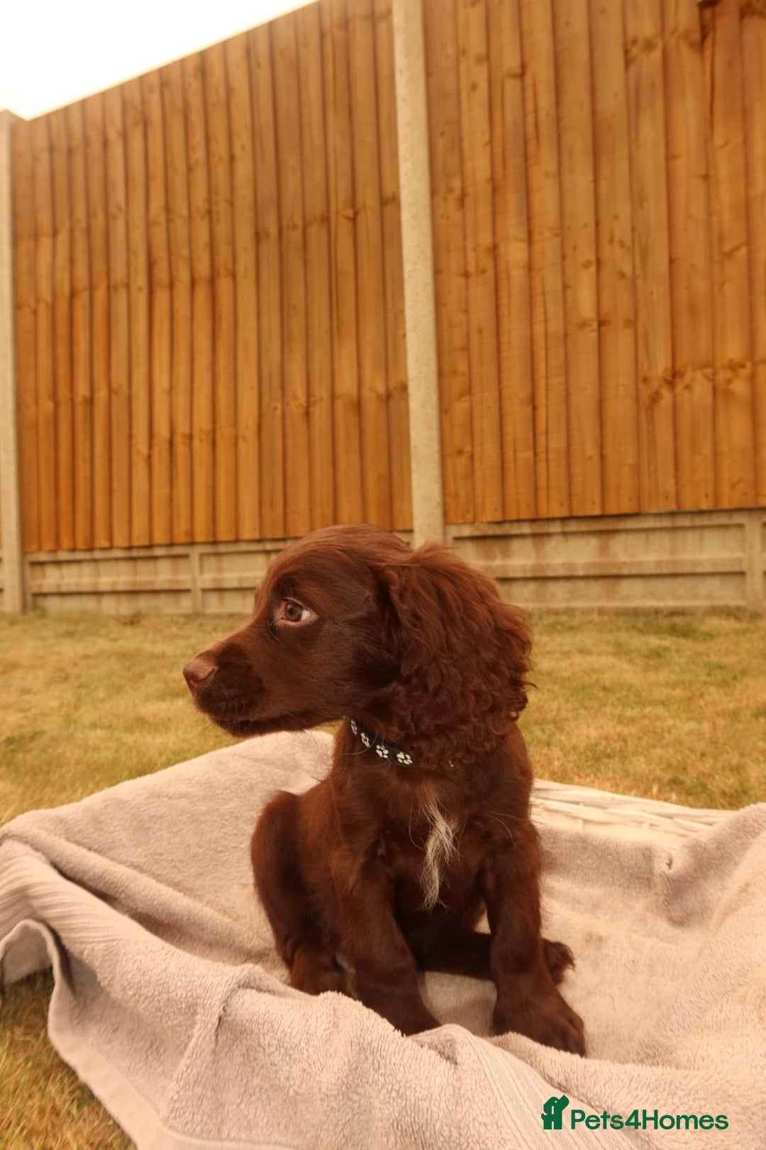 Cocker Spaniel dogs for sale: Cocker Spaniel Puppies - Image 6