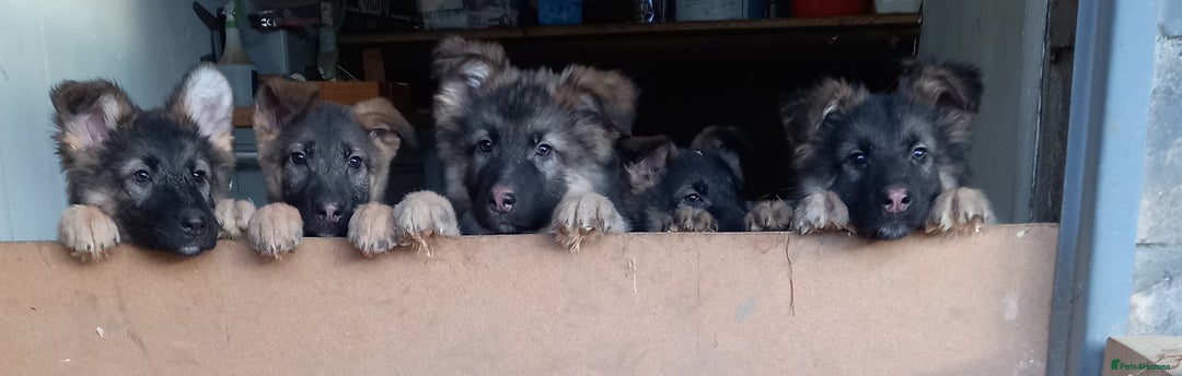 German Shepherd dogs for sale: Outstanding German Shepherd Puppies - Advert 1