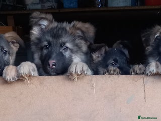 German Shepherd dogs Outstanding German Shepherd Puppies - Advert 3