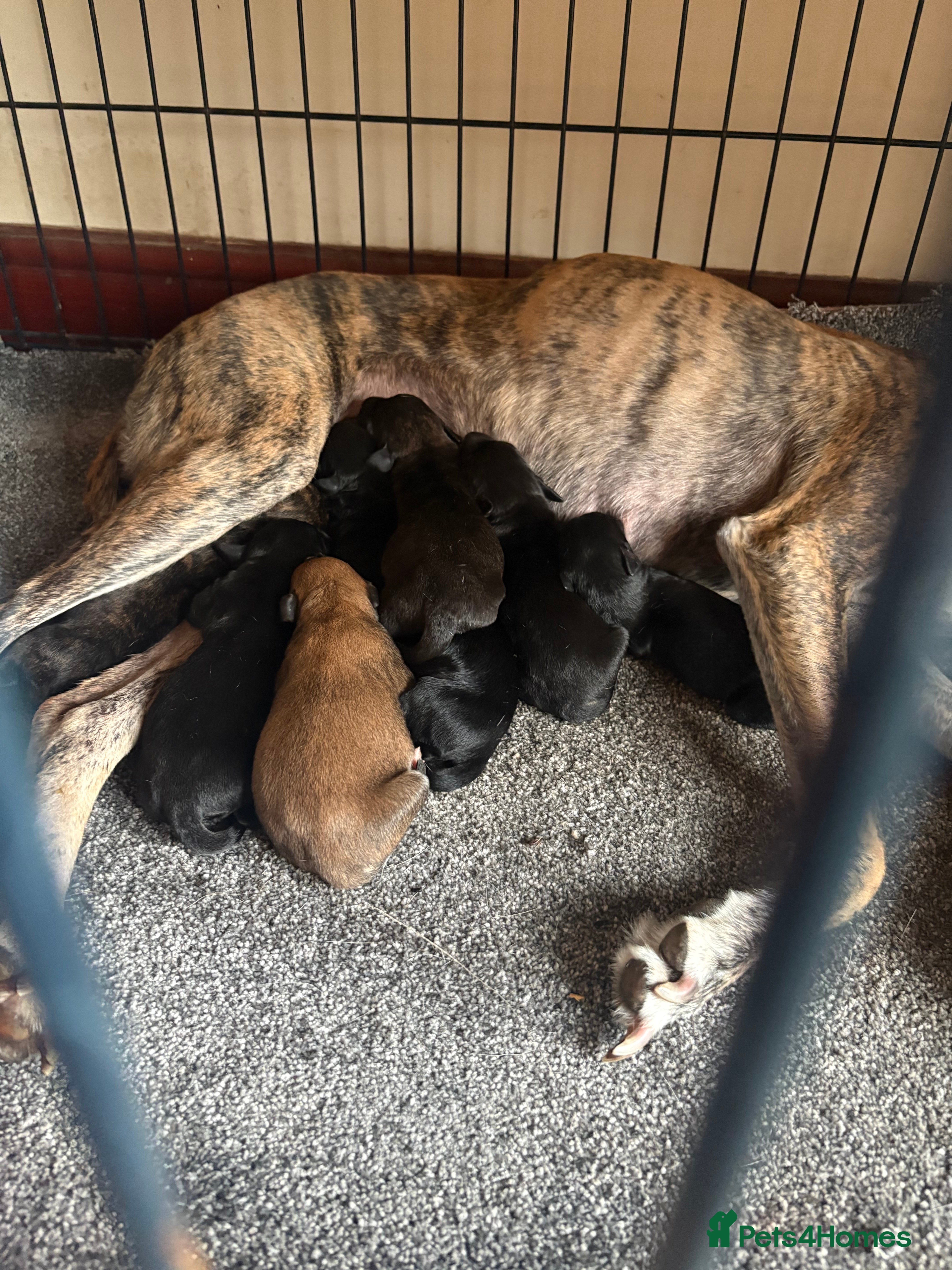 Mixed Breed dogs Whippet cross lurcher poodle puppies  - Advert 15