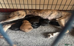 Mixed Breed dogs for sale: Whippet cross lurcher poodle puppies  - Image 2