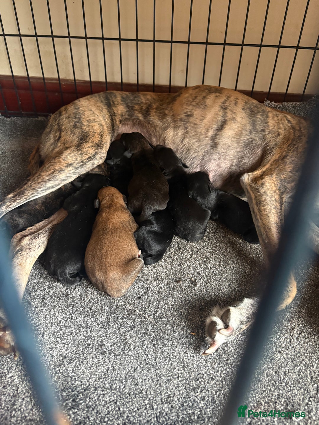 Mixed Breed dogs for sale: Whippet cross lurcher poodle puppies  - Image 2