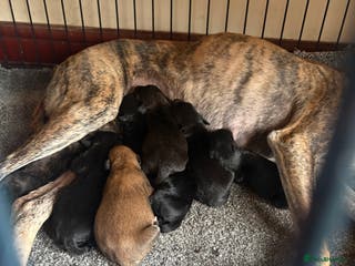 Mixed Breed dogs Whippet cross lurcher poodle puppies - Advert 1