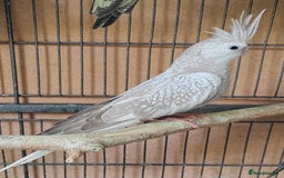 Cockatiels birds for sale: Beautiful Aviary bred baby Cockatiels  - Image 5
