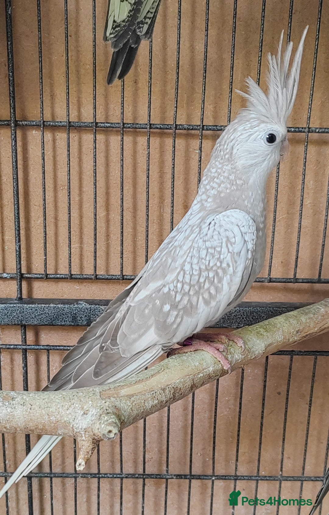 Cockatiels birds for sale: Beautiful Aviary bred baby Cockatiels  - Image 5