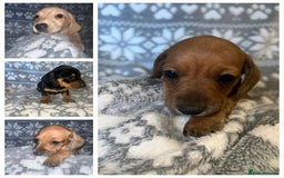 Miniature Dachshund dogs for sale: Kc registered miniature dachshunds  - Image 1