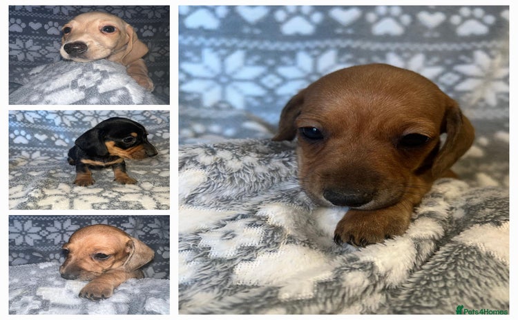 Miniature Dachshund dogs - Advert 5