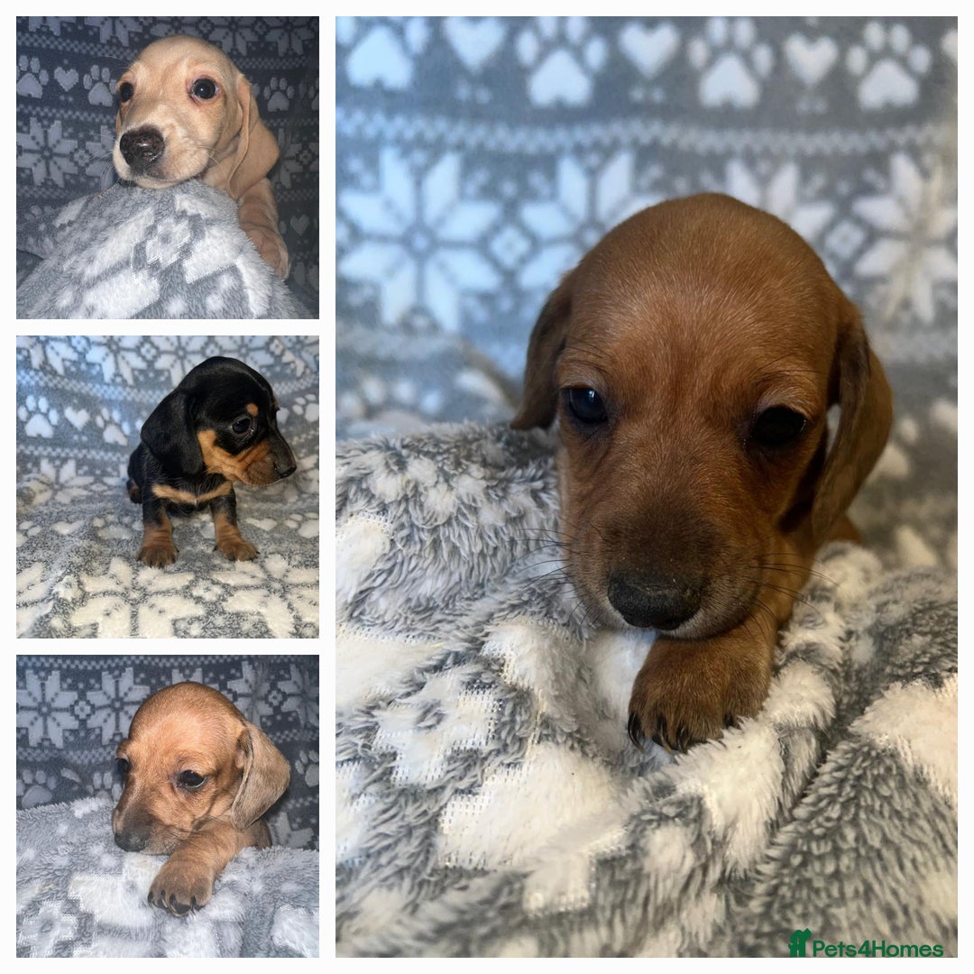 Miniature Dachshund dogs for sale: Kc registered miniature dachshunds  - Image 1