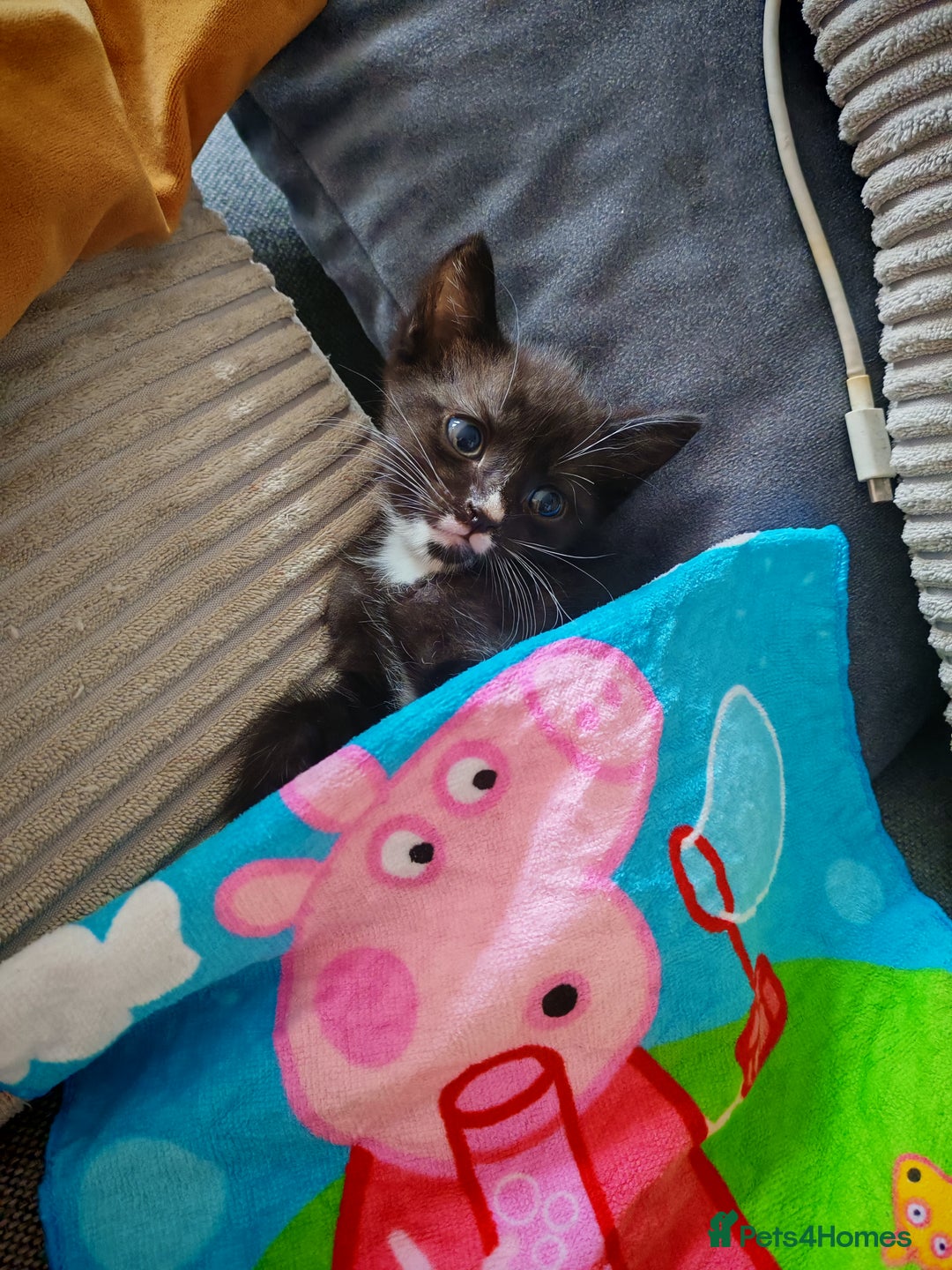 Mixed Breed cats for sale: Kittens for sale 🐱 - Image 7