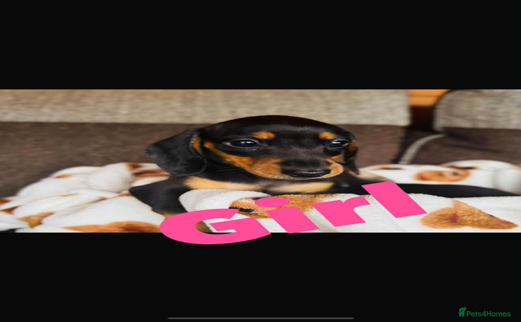 Miniature Dachshund dogs - Advert 5