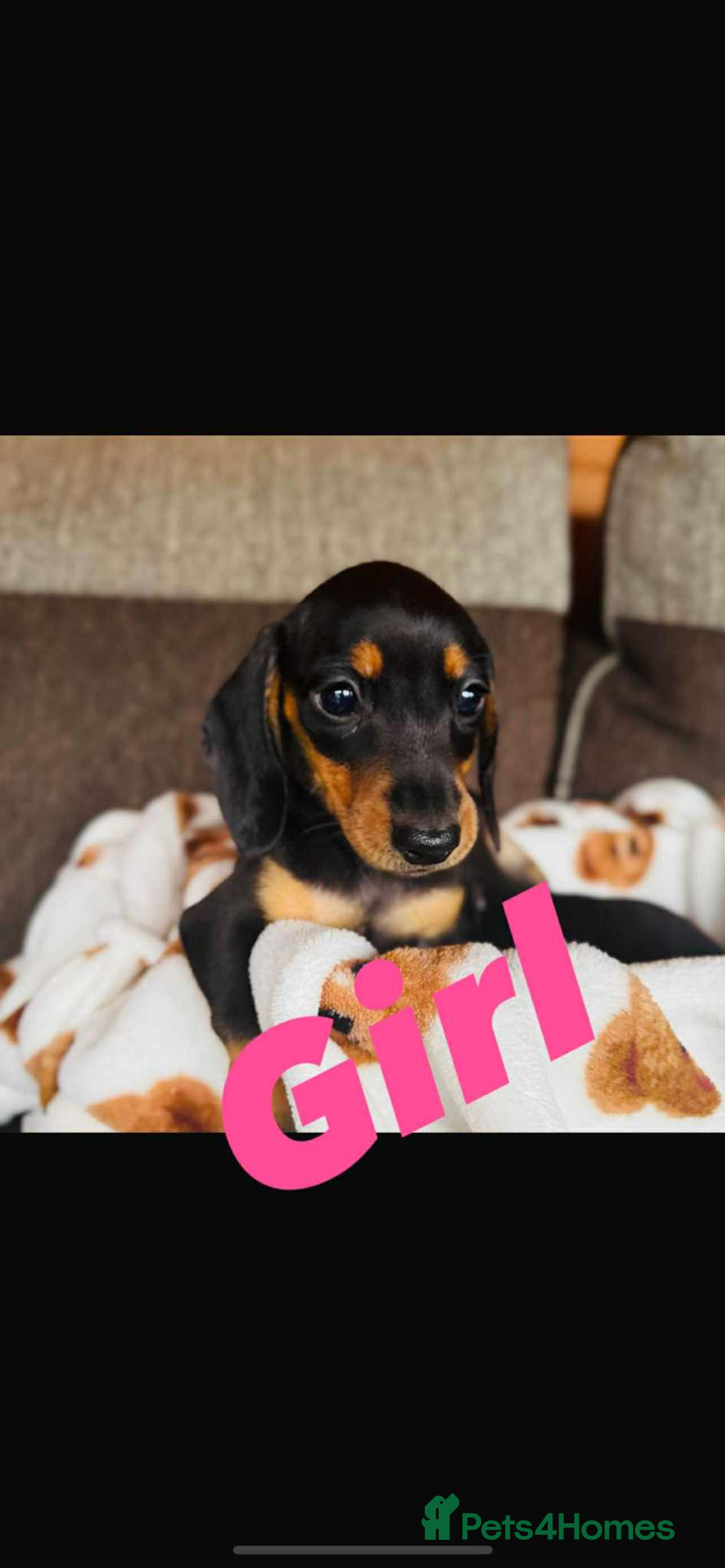 Miniature Dachshund dogs for sale: Miniature dachshunds puppies - Image 1