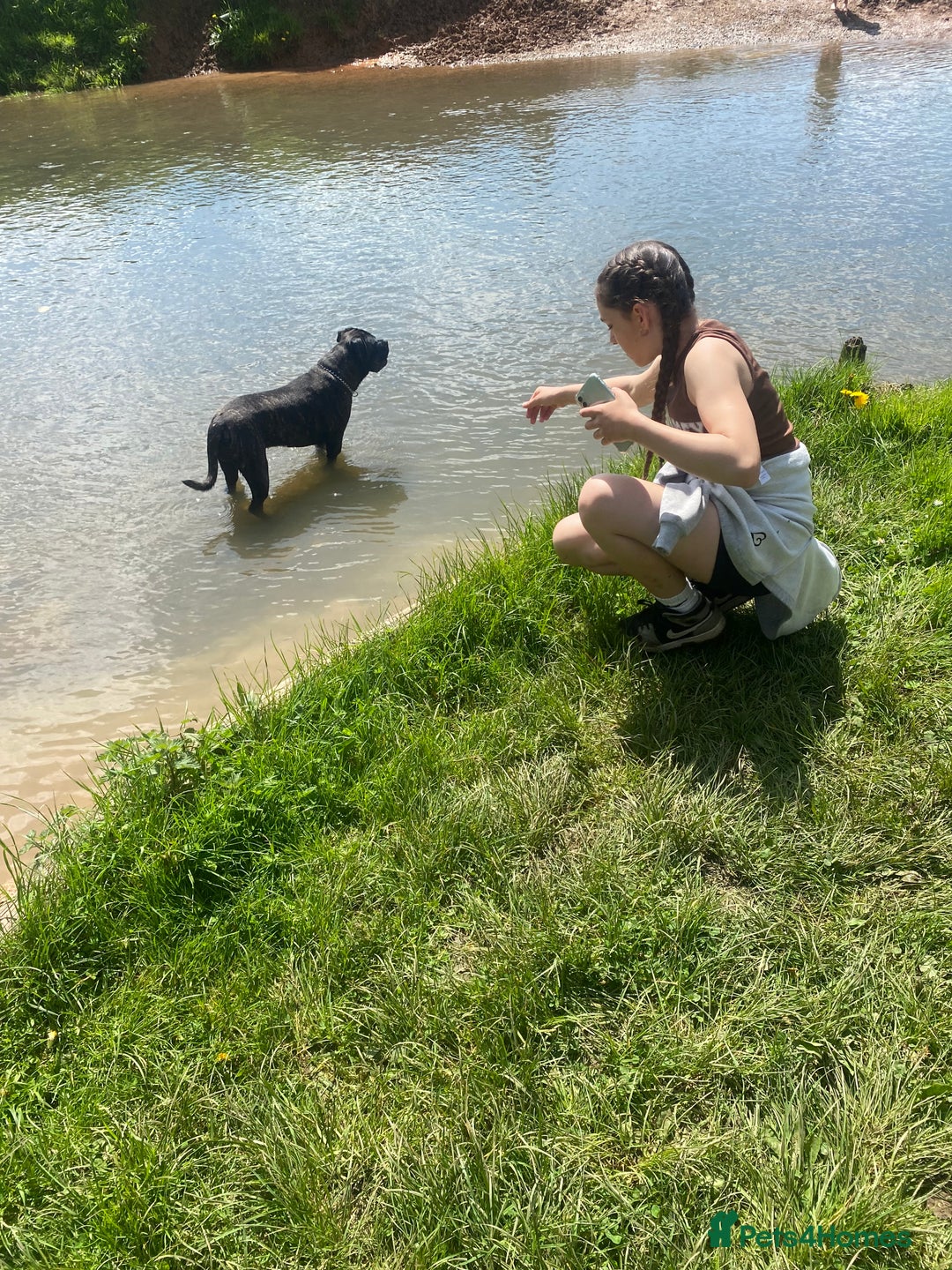 Cane Corso dogs for sale: Bruno  - Advert 16