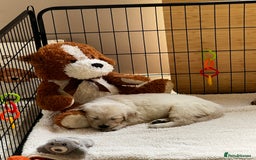 Golden Retriever dogs for sale: Adorable pedigree Golden Retriever puppies  - Image 17