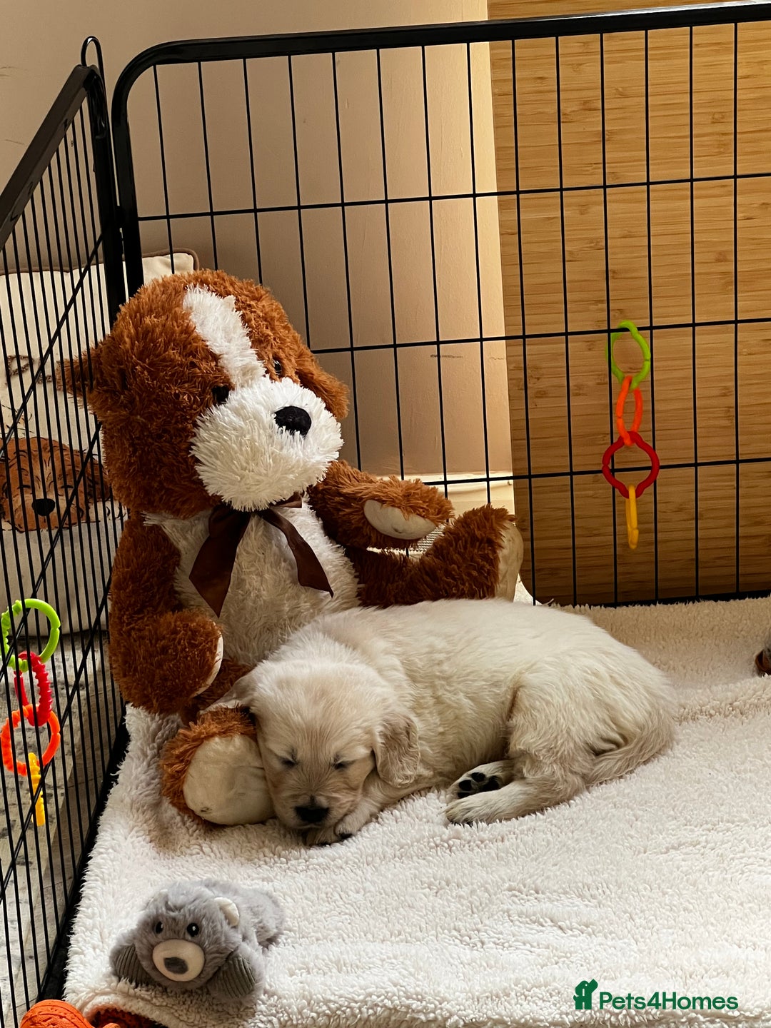 Golden Retriever dogs for sale: Adorable pedigree Golden Retriever puppies  - Image 17