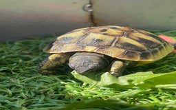 Hermann Tortoise reptiles for sale: Baby hermanns tortouse  - Image 7