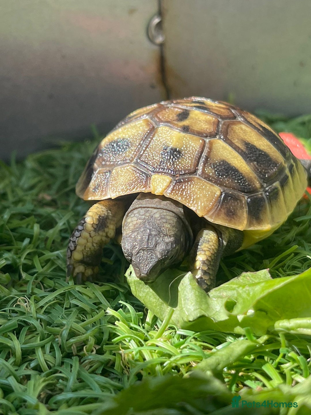 Hermann Tortoise reptiles for sale: Baby hermanns tortouse  - Image 7