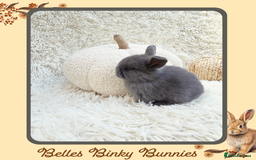 Mini Lop rabbits for sale: 🧡 Baby Mini Lops 🧡 Ready 22nd Oct 🧡 - Image 5