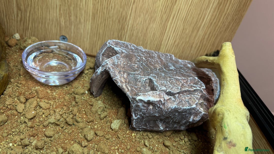 Bearded Dragon reptiles for sale: Juvenile Bearded Dragon PLUS full setup - Image 28