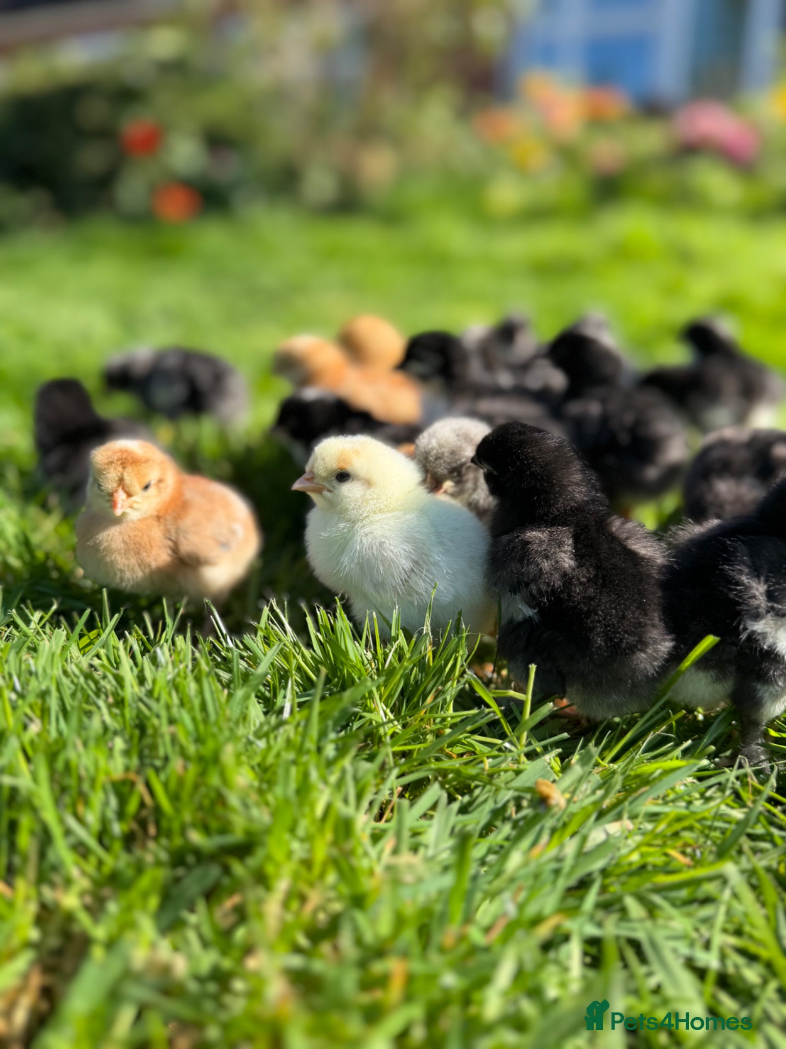 Chickens poultry Olive Egger & Copper Black Maran chicks - Advert 1