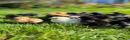 Chickens poultry for sale: Olive Egger & Copper Black Maran chicks - Advert 1