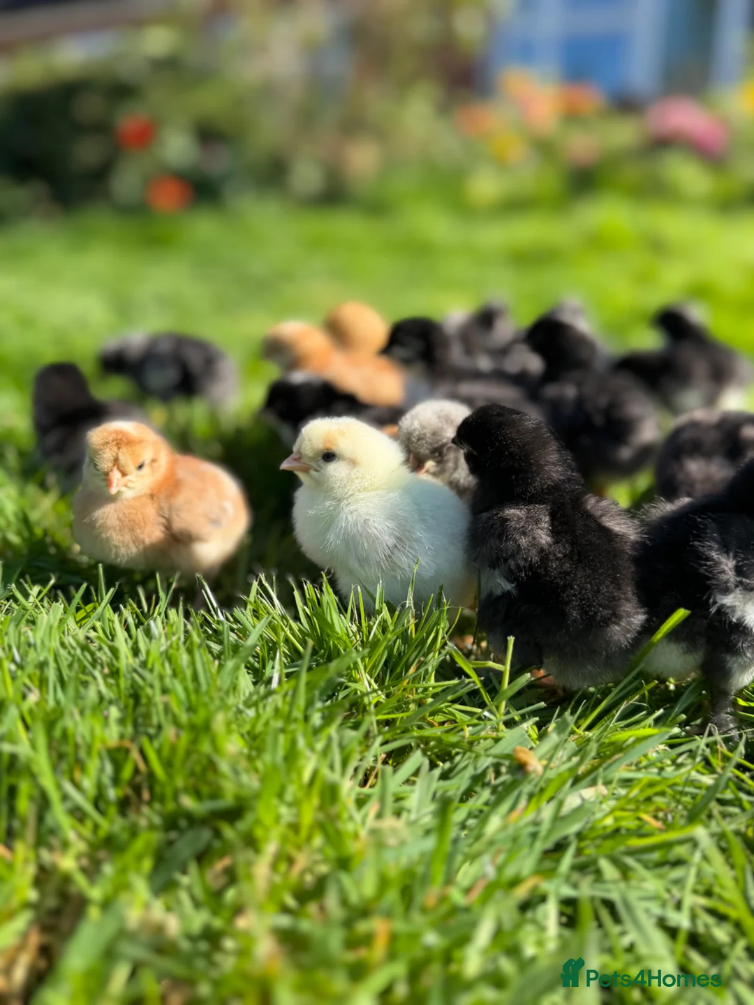Chickens poultry for sale: Olive Egger & Copper Black Maran chicks - Advert 1