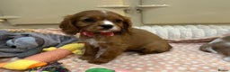 Cavalier King Charles Spaniel dogs for sale: Cavalier King Charles Spaniel Puppies - Advert 3