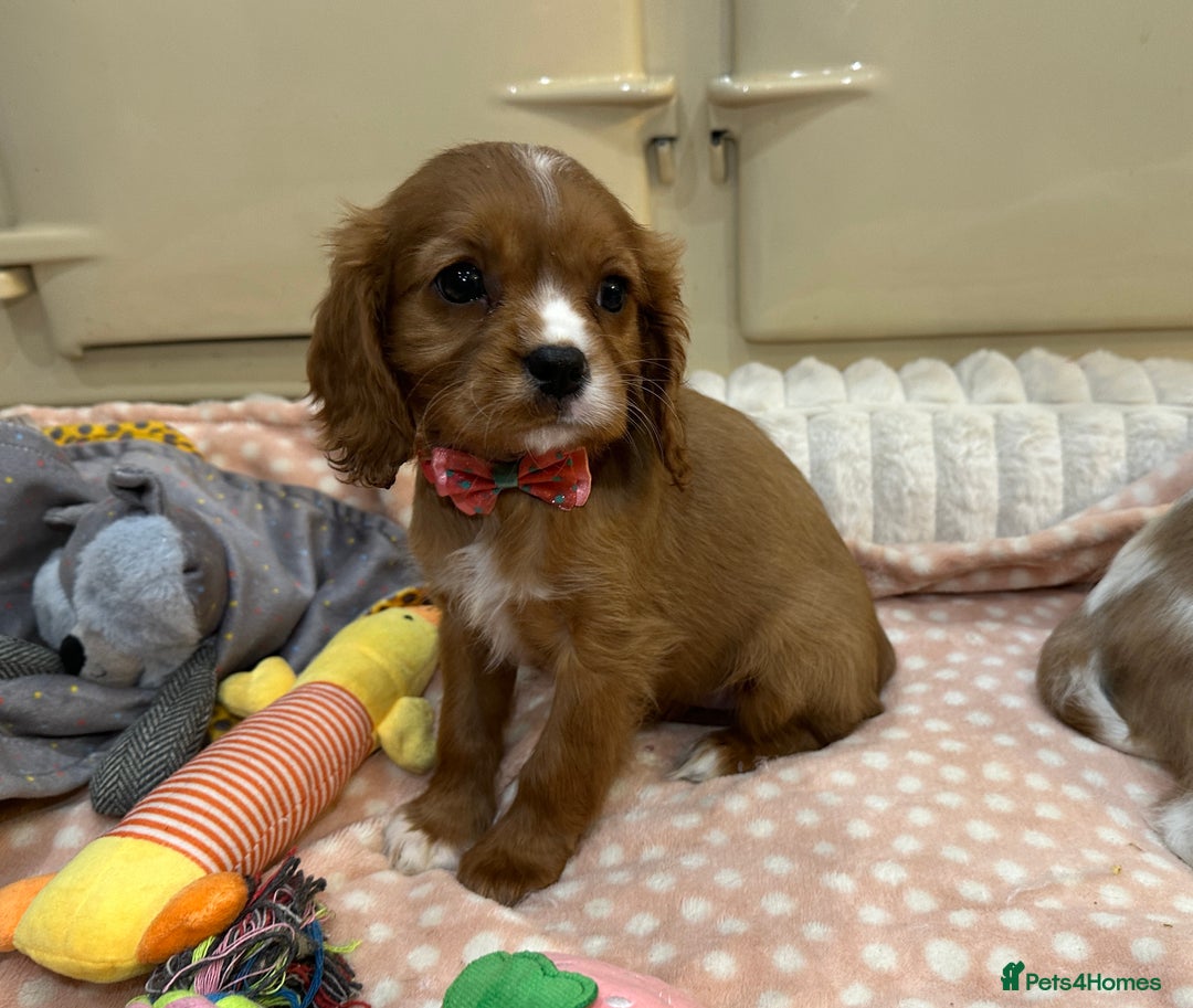 Cavalier King Charles Spaniel dogs for sale: Cavalier King Charles Spaniel Puppies - Advert 3
