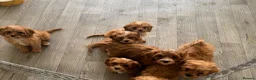 Cavapoo dogs for sale: Tiny toy cavapoos  - Advert 4