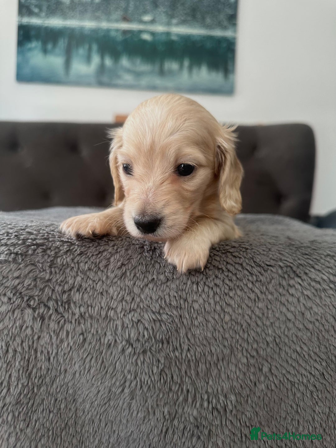 Miniature Dachshund dogs for sale: 2 male long-haired cream miniature dachshunds🩵 - Image 7
