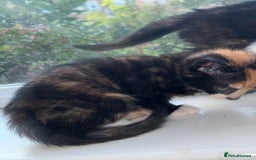 Bengal cats for sale: 6 Cross Bengal Kittens - Image 21
