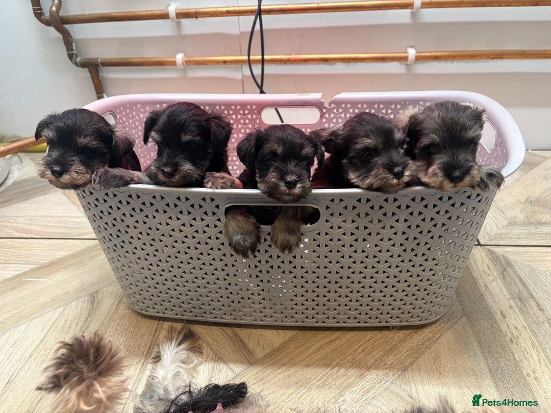 Miniature Schnauzer dogs for sale: Miniature schnauzers  - Advert 3