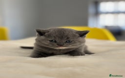 British Shorthair cats for sale: 2 LITTERS GCCF HEALTH TESTED BSH KITTENS - Image 6