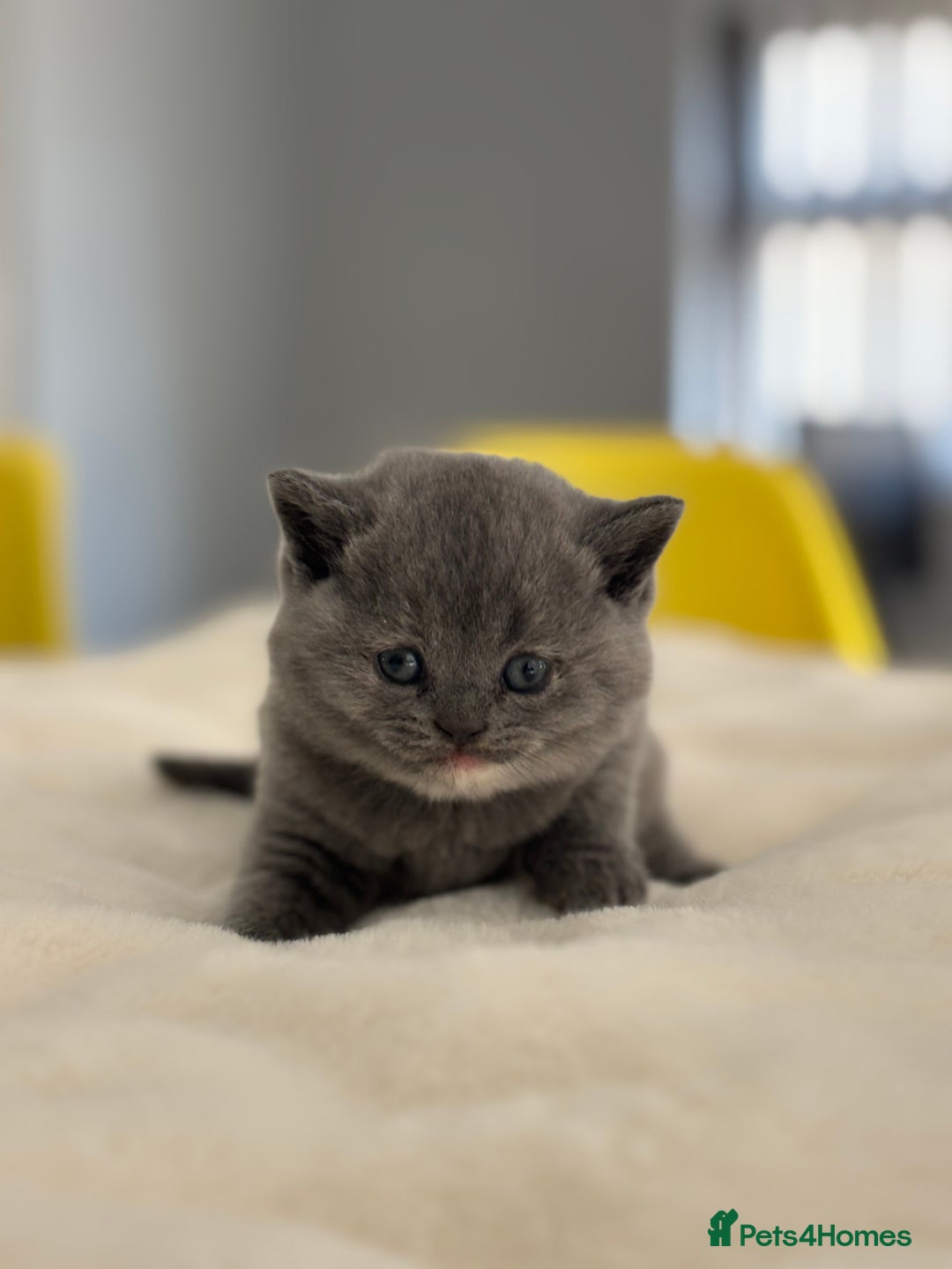 British Shorthair cats for sale: 2 LITTERS GCCF HEALTH TESTED BSH KITTENS - Image 6