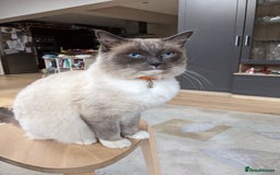 Ragdoll cats for sale: Blue point purebred ragdoll girl  - Image 27