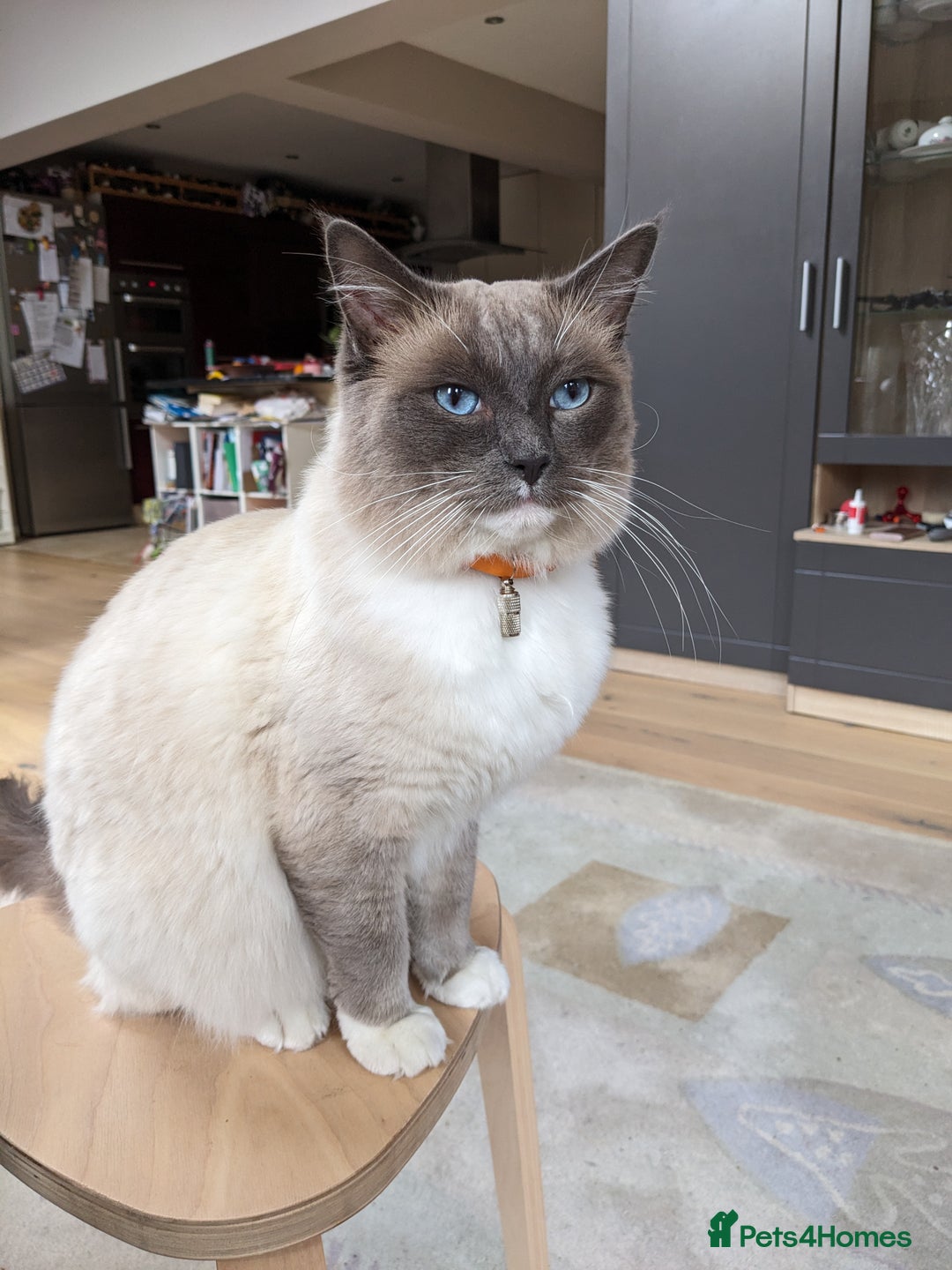 Ragdoll cats for sale: Blue point purebred ragdoll girl  - Image 27