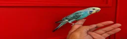 Budgerigars birds for sale: Super silly hand tamed baby budgies  - Advert 6