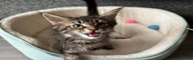 Maine Coon Kitten 2