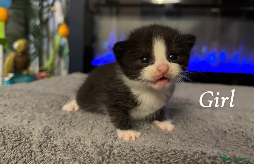 Mixed Breed cats for sale: SOLD! - Sphynx cross kittens x5 - Advert 2