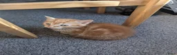 Mixed Breed cats for sale: 5 beautiful kittens in Newcastle upon Tyne - Advert 13