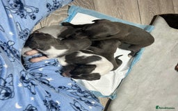 Mixed Breed dogs for sale: Bedlington Whippet puppies  - Image 7