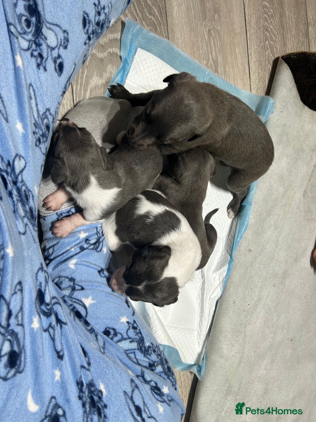 Mixed Breed dogs for sale: Bedlington Whippet puppies  - Image 7