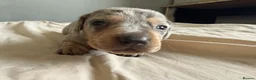 Miniature Dachshund dogs for sale: Miniature dachshund pups - Advert 17