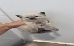 Ragdoll cats for sale: READY TO RESERVE - pedigree Ragdoll Kittens - Image 8
