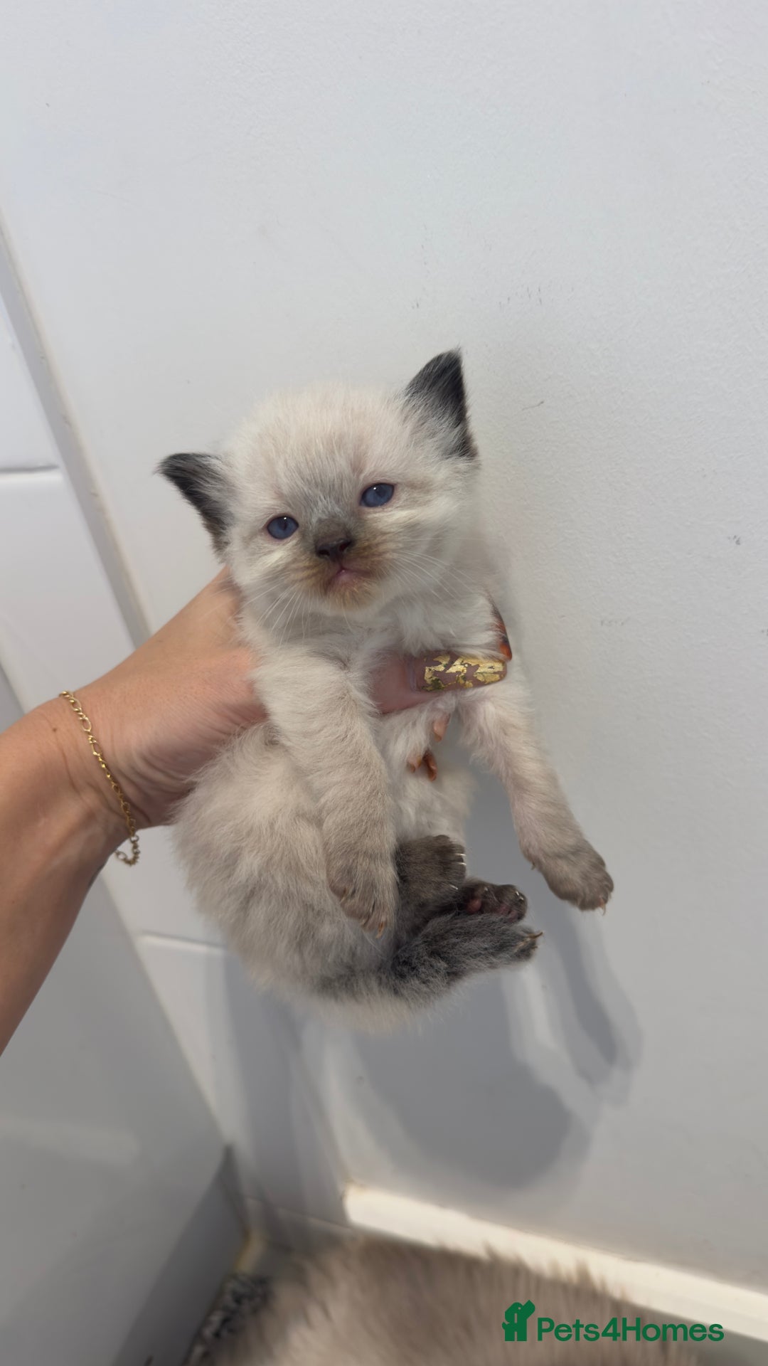 Ragdoll cats for sale: READY TO RESERVE - pedigree Ragdoll Kittens - Image 8