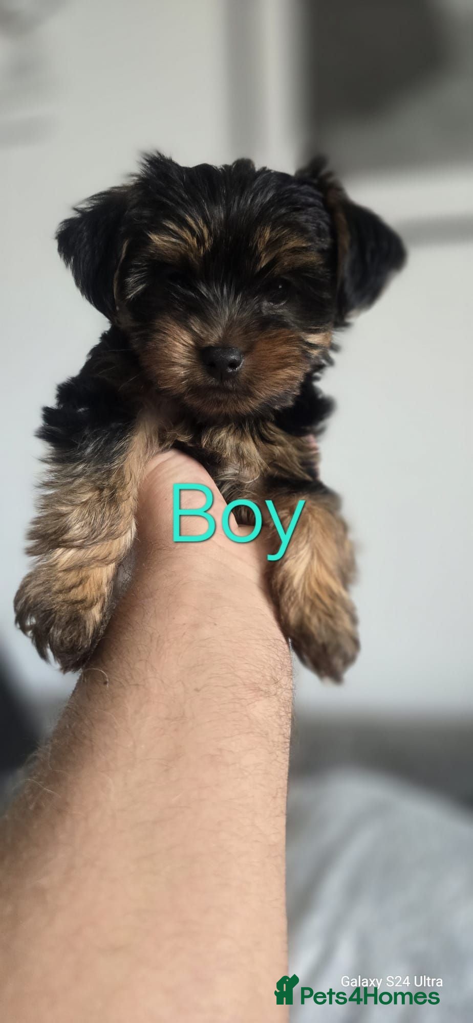 Yorkshire Terrier dogs Beautiful Yorkshire terrier puppies  - Advert 2