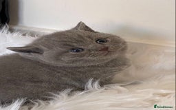 British Shorthair cats for stud: 💙 GCCF & TICA STUD DERBYSHIRE 💙 in Derby - Image 5