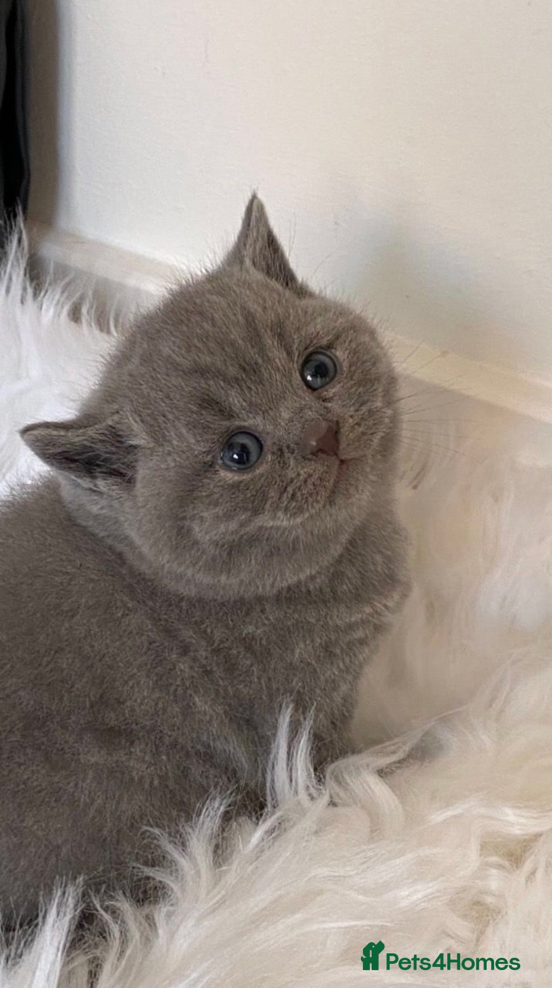 British Shorthair cats for stud: 💙 GCCF & TICA STUD DERBYSHIRE 💙 in Derby - Image 5