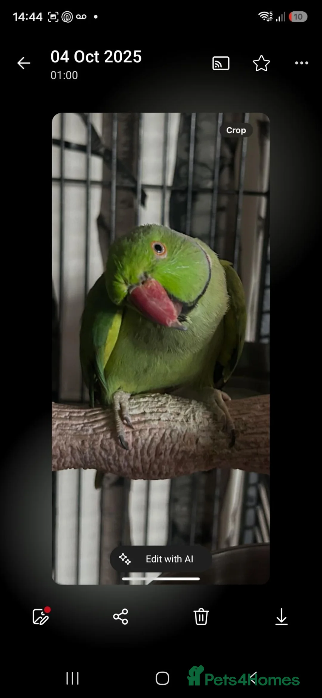 Ringnecks birds for sale: Male ring neck - Advert 1