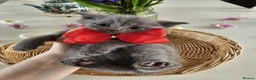 British Shorthair cats for sale: 🐾 🥰 British Shorthair Kittens 🥰🐾 - Advert 5