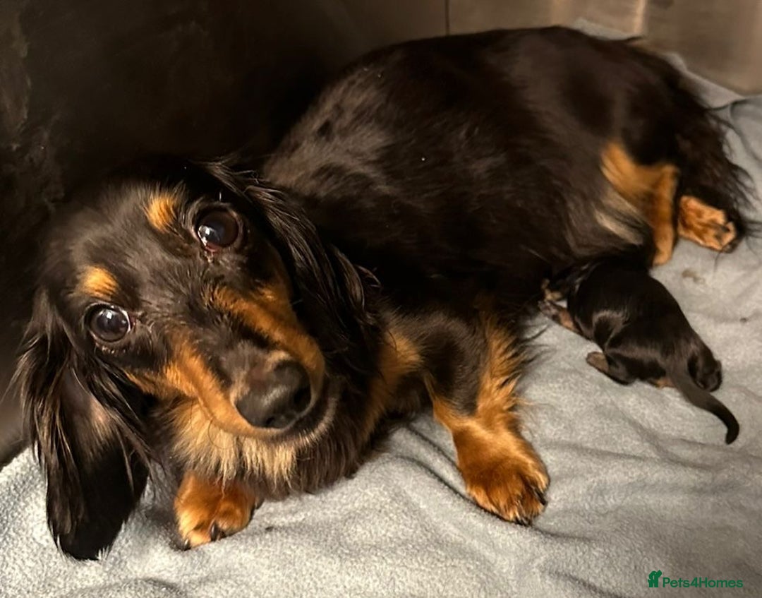 Miniature Dachshund dogs for sale: Two beautiful mini smooths available  - Advert 15